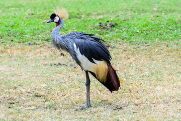 Grey crowned crane.