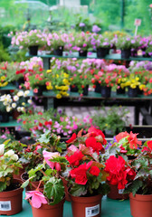 Shelves with Begonia flowers in a flower shop