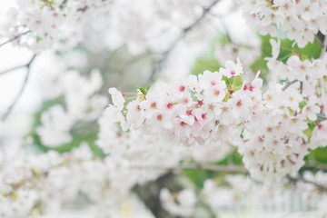 Beautiful cherry blossom sakura in spring season in Japan