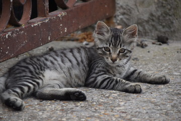 gattino tigrato sraiato che guarda 
