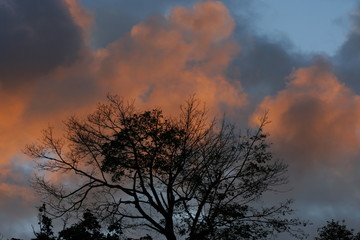Fototapeta na wymiar Tree at Sunset