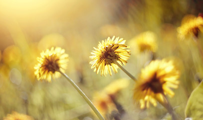 Yellow flowers of a dandelion