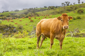 vachette au pâturage 
