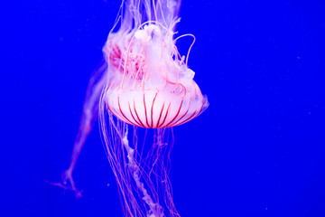 Pink jellyfish on a blue background