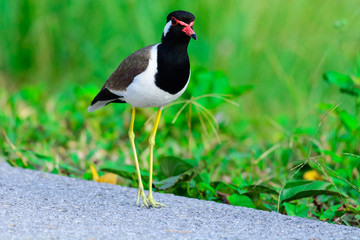 Red-wattled Lapwing Vanellus indicus.