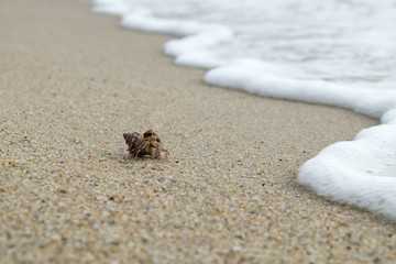 Fototapeta na wymiar seashell on the beach with wave movement.