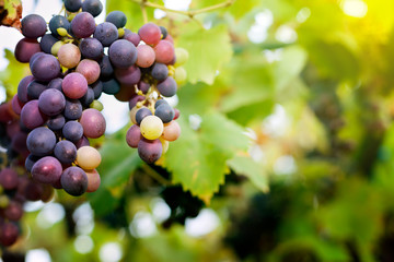 Sweet fruit grapes