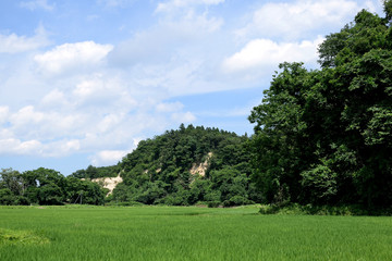 The green paddy rice field in summer.
