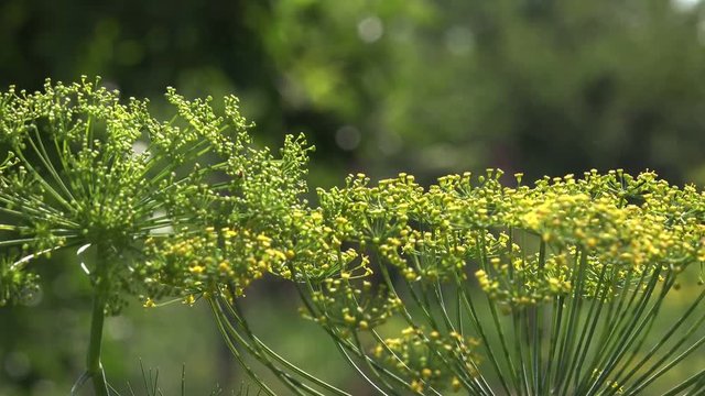 Organic dill yellow flower in garden