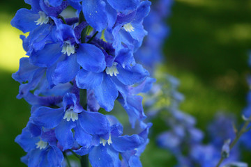 delphinium