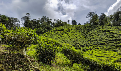 Fototapeta na wymiar Tea Plantation overlooking layered hills in Malaysia, Far East