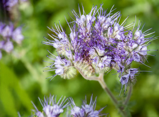 Büschelschön- Placelia , Nahaufnahme