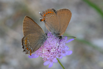 Papillons se font la cour