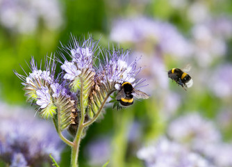 Büschelschön- Phacelia mit zwei Hummeln