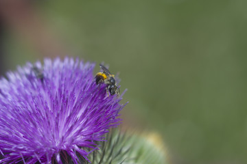 bee and flower