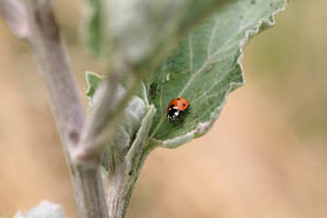 ladybug on leaf