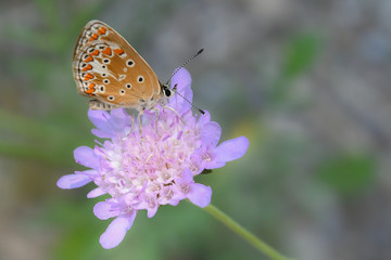 Papillon sur fleur rose