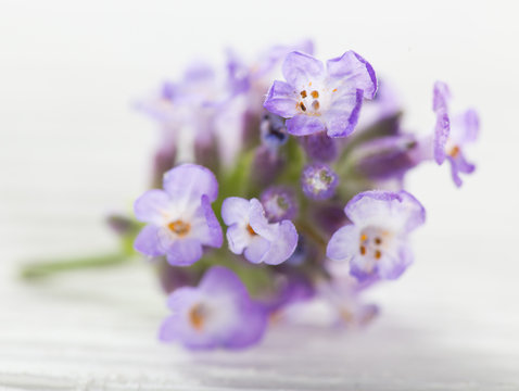 Lavender flower close-up.