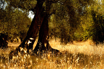 Secular olive tree, Italian countryside