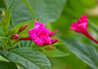 colorful flowers in a park