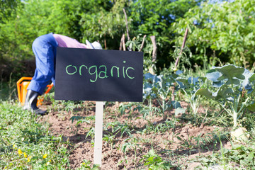 Organic vegetable garden