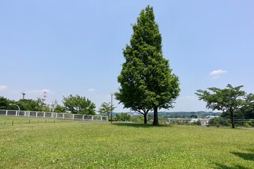 初夏の散歩