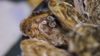 Oysters