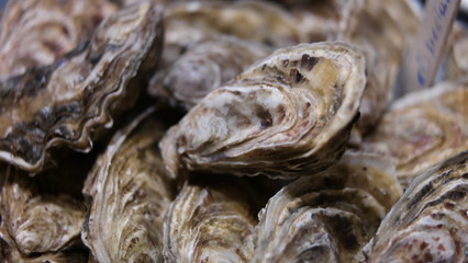 Oysters