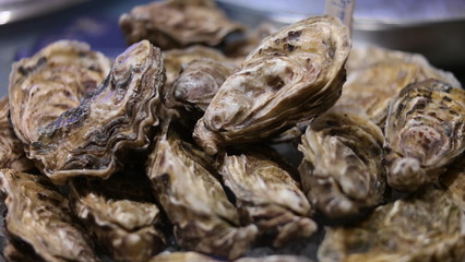 Oysters