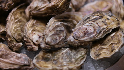 Oysters