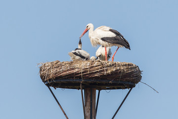 White stork sitting on a nest