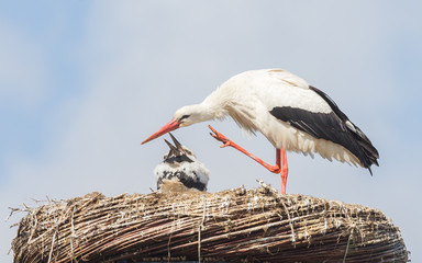 White stork sitting on a nest