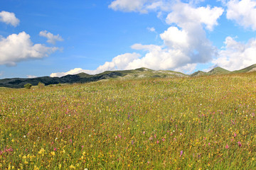 Alpine meadows in the mountains of Montenegro