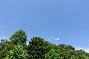 初夏の散歩