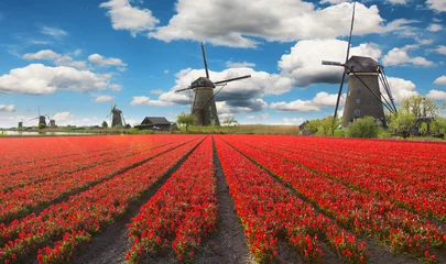 Vitrage gordijnen Blossoming tulip fields in a dutch landscape. © Lukas Gojda