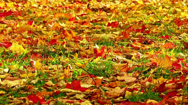 Orange, red and yellow leaves of maple and oak sway with the wind on green grass during the leaf fall.