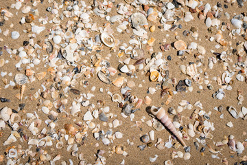 Sea shell on beach in the sunrise