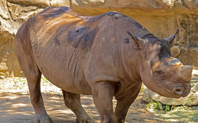 Obraz premium rhinoceros