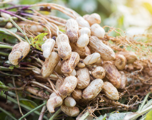 fresh peanuts