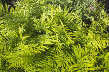 A lot of green ferns.