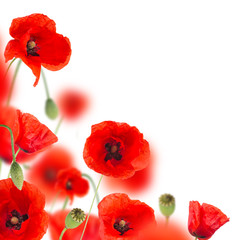 Beautiful poppy background, close-up.