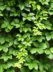 Green Virginia creeper, green climbing plant, texture background