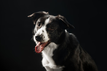 Black border collie, portrait on the dark background, studio shot