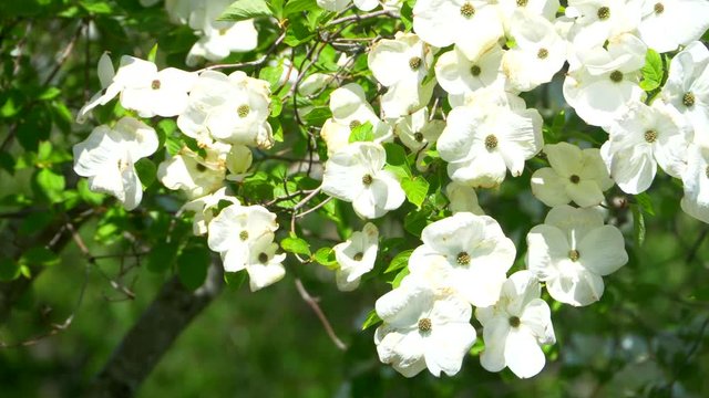 4K Dogwood Tree Flower, White Flowers Blossom, Nature Garden Background Park