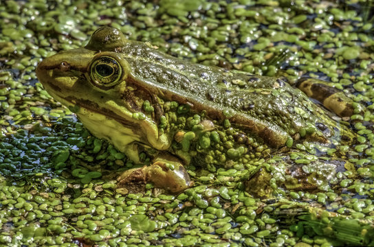 Pelophylax esculentus
