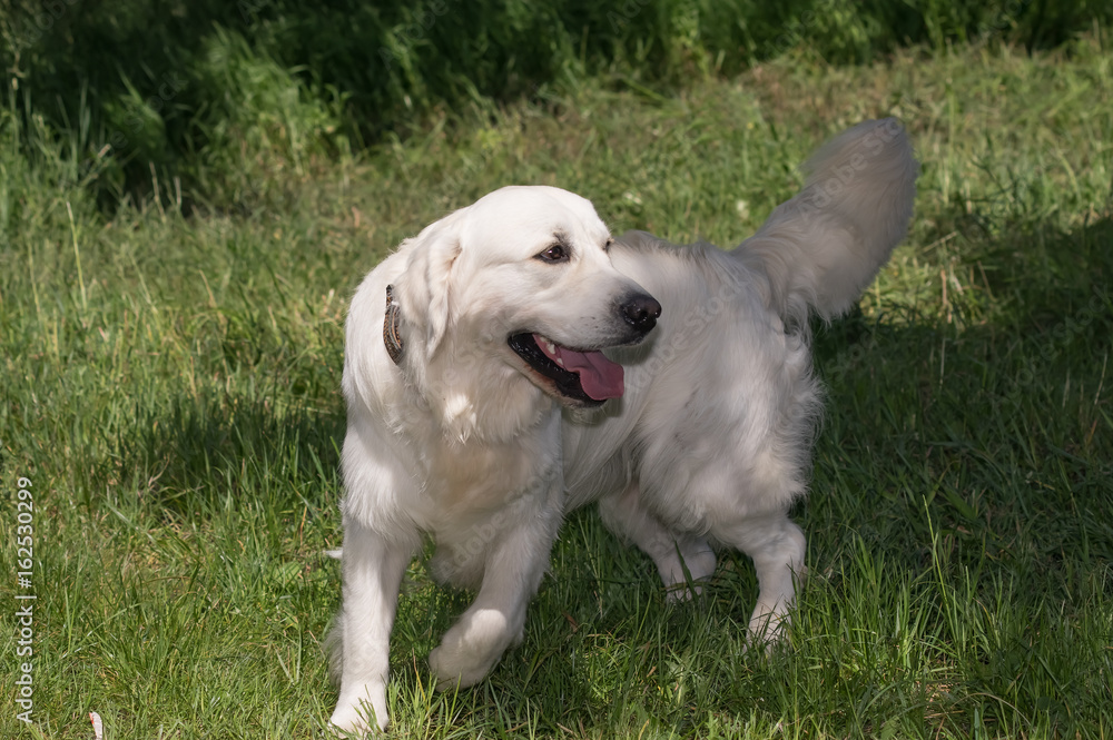 Wall mural White labrador retriever in motion.