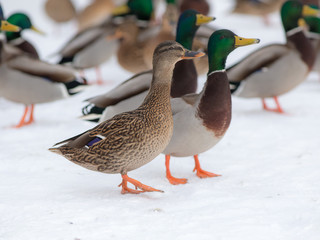 ducks on snow