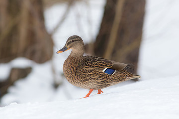 Portrait of a duck