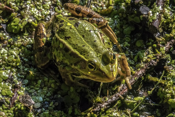 Pelophylax esculentus