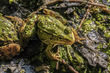 Pelophylax esculentus